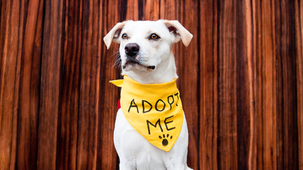 adopt a pet